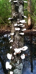 Close-up of mushrooms growing on tree trunk