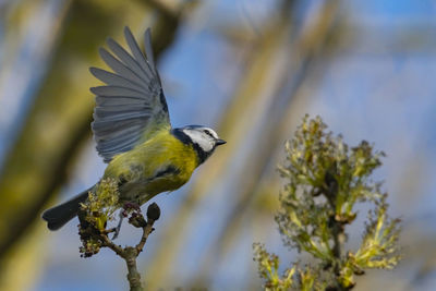 Low angle view of bird perching on branch