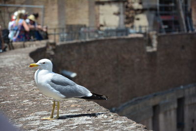 Seagull perching on retaining wall