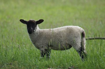 Sheep standing in a field
