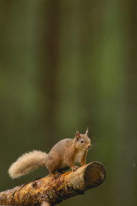 Close-up of squirrel on wood