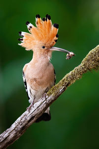 Close-up of a bird perching on a flower