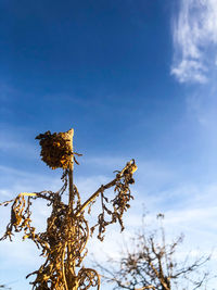 Low angle view of wilted plant against sky
