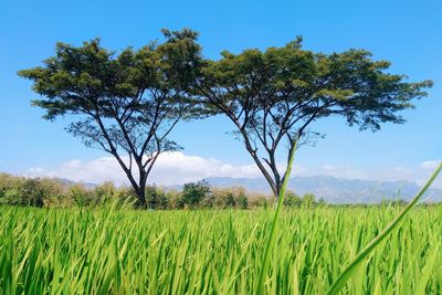 Scenic view of agricultural field against sky