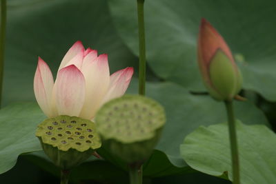 Close-up of lotus  in pond