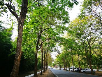 Road amidst trees against sky