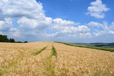 Scenic view of agricultural field against sky