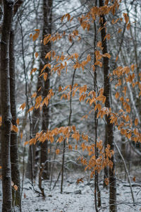 Close-up of bare trees in forest during winter