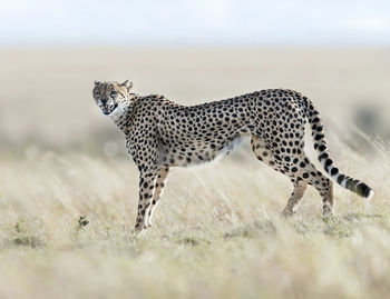 View of a cat on field