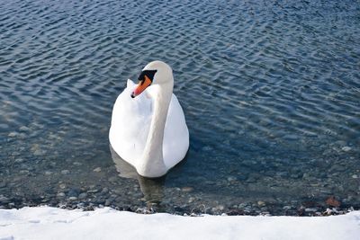 High angle view of swan swimming in lake