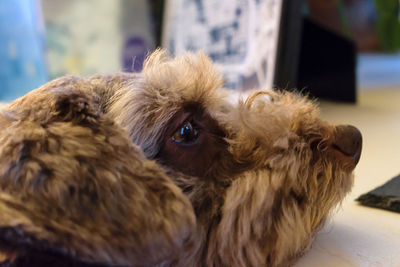 Close-up portrait of dog