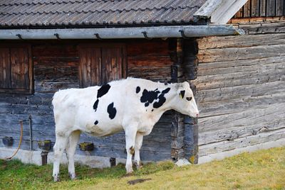 Cow standing in front of stable