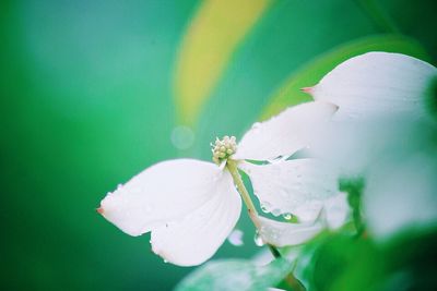 Close-up of flower