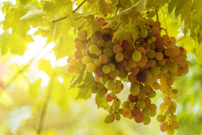 Vineyards at sunset in autumn harvest