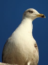 Close-up of seagull against clear sky