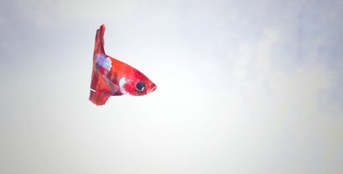 Close-up of fish swimming