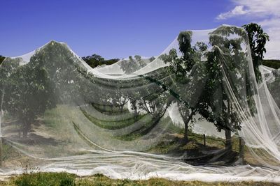 Fabric on tree at farm against blue sky
