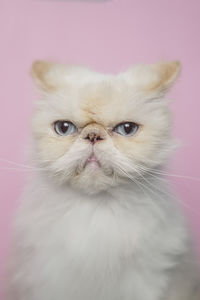 Close-up portrait of a cat