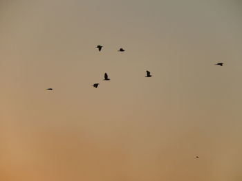 Silhouette of birds flying in sky