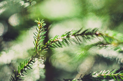 Close-up of pine tree leaves