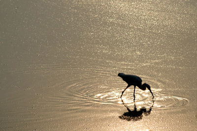 Heron in lake on sunny day