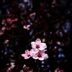 Close-up of pink cherry blossom