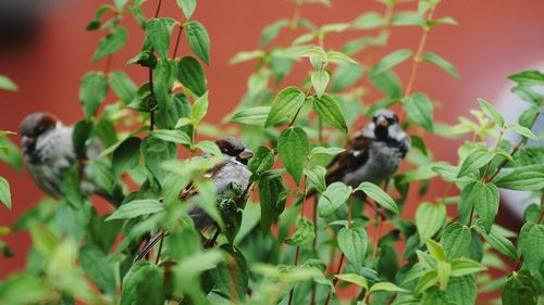 Sparrows perching on plant