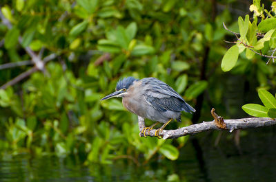 Bird perching on a tree