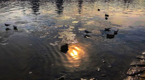 High angle view of ducks swimming in lake