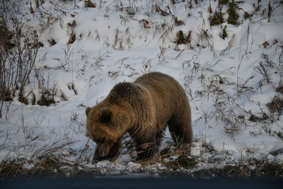 View of young grizzly bear on snow covered land