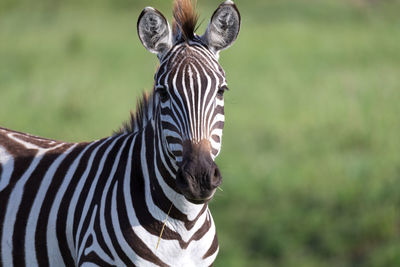 Portrait of zebra on a field
