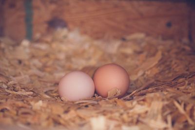 Eggs in farm