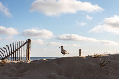 Birds perching against sky