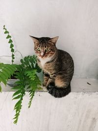 Portrait of cat sitting on floor