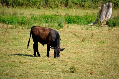 Horse grazing in a field