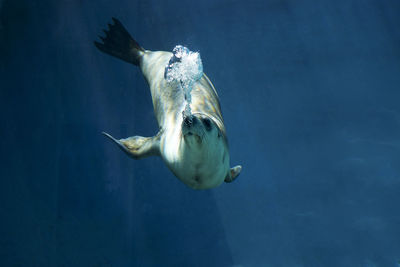 Fish swimming in sea