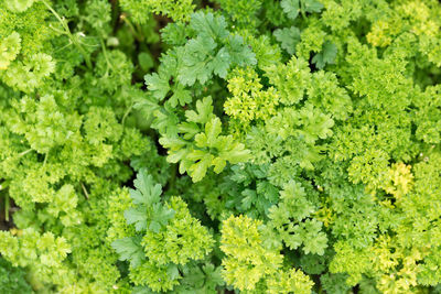 Fresh juicy parsley branches closeup. useful vegetarian spices.