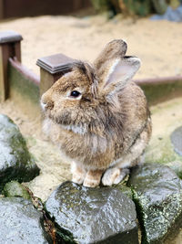 Close-up of a rabbit on rock