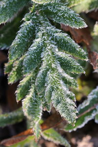 Close-up of frozen plant during winter