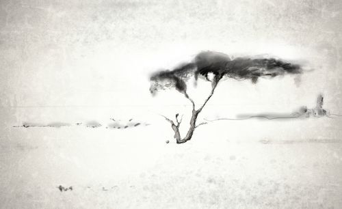 Dead tree on beach