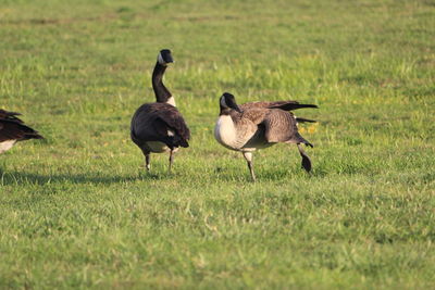 Geese walking on grassy field