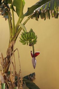 Low angle view of banana hanging on tree