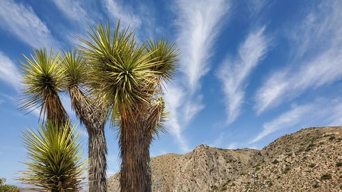 Low angle view of palm trees against sky