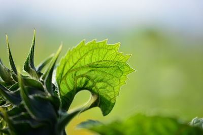 Close-up of green leaves