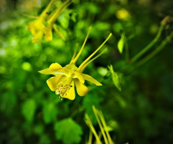 Close-up of yellow flowering plant