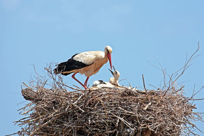 White stork with young baby stork on the nest-ciconia ciconia