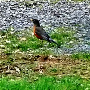 Close-up of bird on grass