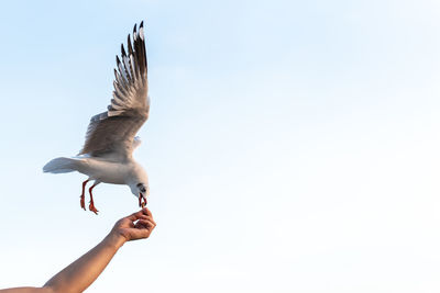 Low angle view of seagull flying