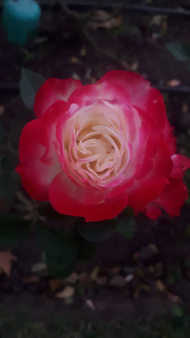 CLOSE-UP OF ROSE FLOWER