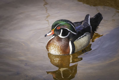 Beautiful male wood duck with bright colored feathers and red eyes on the water